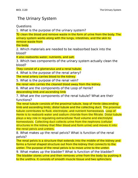 The Urinary System Lab Biol The Urinary System The Urinary