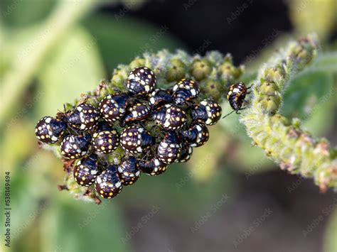 Macrophotographie D Un Insecte Punaise Verte Ponctu E Nezara