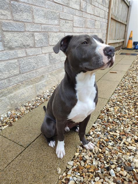 My Boy currently weighs 23kg is 7mths old how much bigger do you guys ...