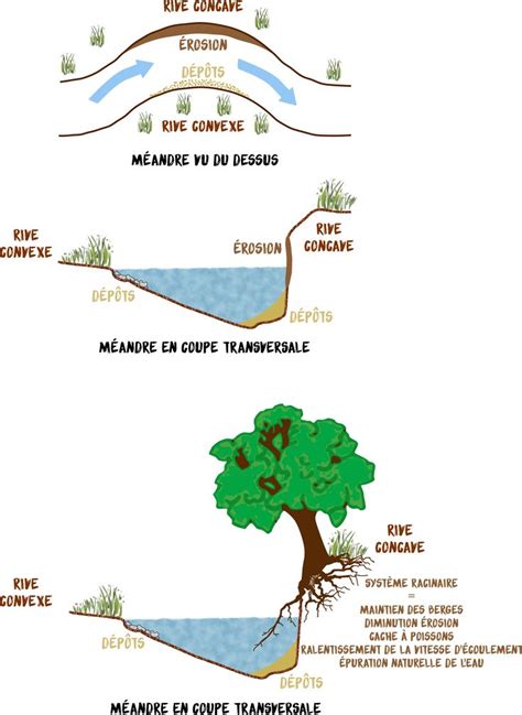 La Forme Et L Volution Dune Rivi Re D Pend Du Cycle Rosion