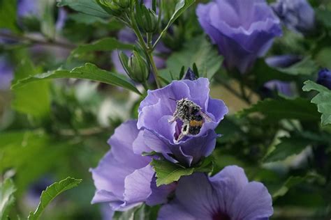 Hibiscus Fleurs Bourdon Photo Gratuite Sur Pixabay Pixabay