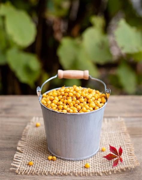 Premium Photo Ripe Sea Buckthorn Berries In A Bucket