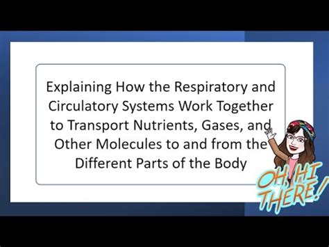 Respiratory And Circulatory Systems Work Together Science St