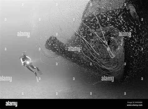 Diver At Inch Guns Of USS Arkansas Battleship Marshall Islands Bikini Atoll Micronesia
