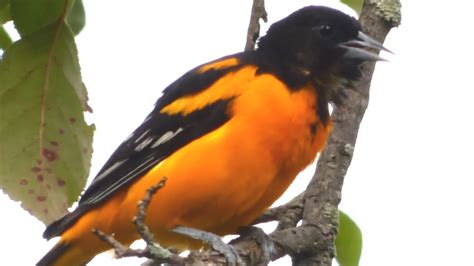 Baltimore Oriole Bird Call Song Sounds YouTube