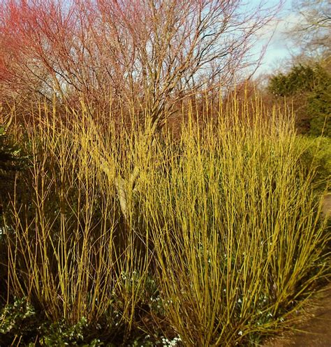 Cornus Stolonifera Flaviramea