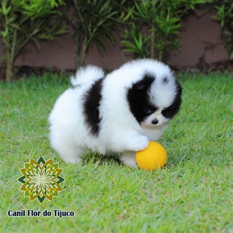 Lulu da Pomerânia Preto Micro Pet Shop Flor do Tijuco