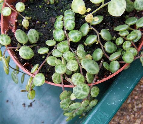 Peperomia Prostrata String Of Turtles Green Things Nursery