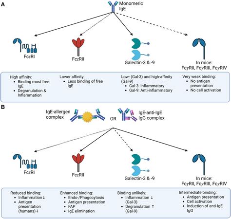 Frontiers On The Complexity Of IgE The Role Of Structural