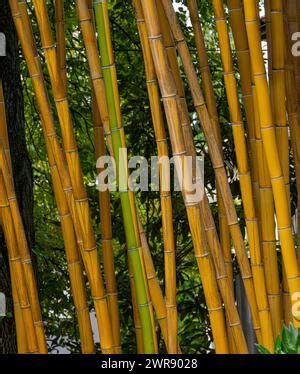 phyllostachys vivax aureocaulis golden yellow chinese timber bamboo