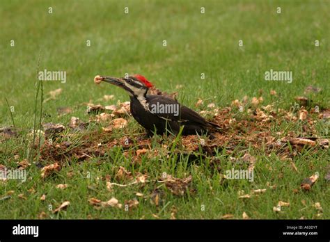 Pileated Woodpecker Eating Grub Stock Photo Alamy