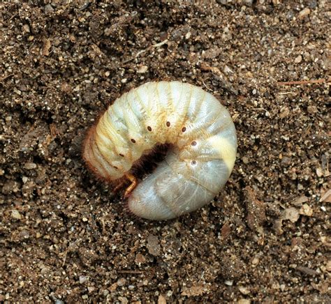 7 Photos White Grubs In Garden And View Alqu Blog