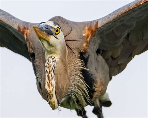 Wallpaper Birds Nature Outdoors Wildlife Bird Of Prey Beak Florida Falcon D810