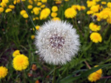 Single Dandelion Fluffy Seed Head On A Meadow Stock Image Image Of