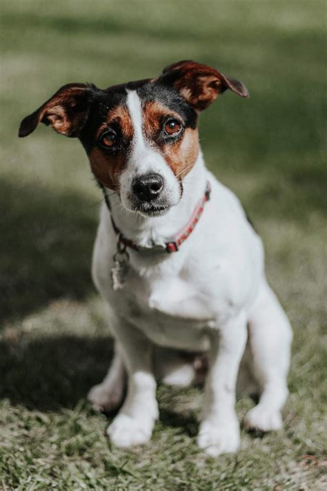 Razas de perros nombres fotos y características