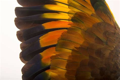 St Vincent Parrot Amazona Guildingii Joel Sartore