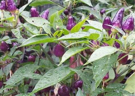 Filius Blue Chilli A Very Hot Chilli With Purple To Blue Coloured Fruit Rahi SeedBank