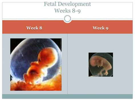 Ppt Fetal Development Conception To Birth Powerpoint Presentation