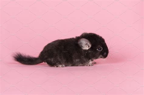 Cute Black Baby Chinchilla Sideview Animal Stock Photos Creative Market