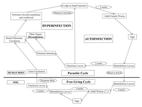 Life cycle of Strongyloides stercoralis | Download Scientific Diagram