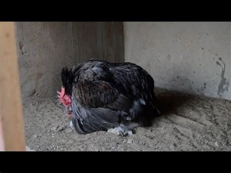 Chicken Breeding Farm Rooster Mating Call Crossing Matingseason