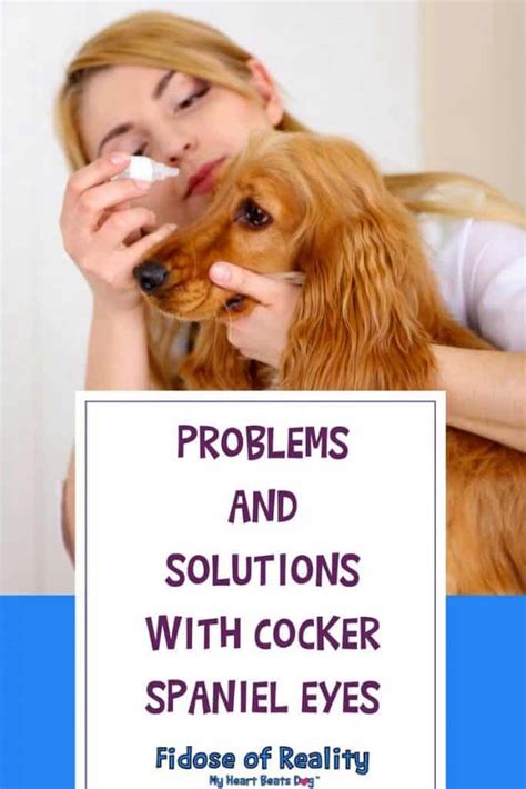 Cocker Spaniel Eye Problems And Solutions Fidose Of Reality Cocker