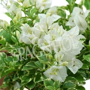 Primavera Variegata Branca Ca Spagnhol Plantas Ornamentais Loja