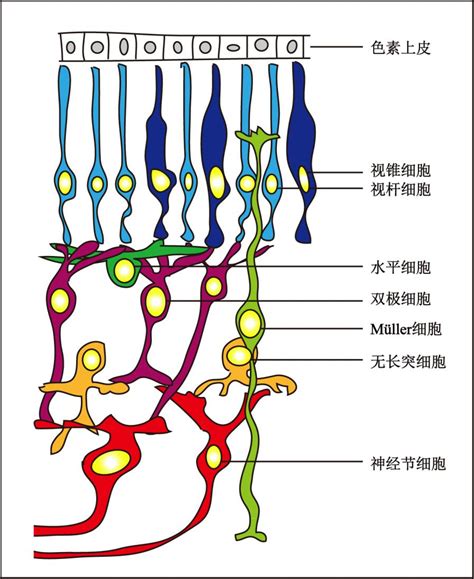 徐佰杰 光明之杯视网膜 中国科学院脑科学与智能技术卓越创新中心