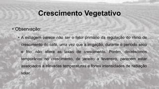 Morfologia E Fenologia Do Cafeeiro Ppt