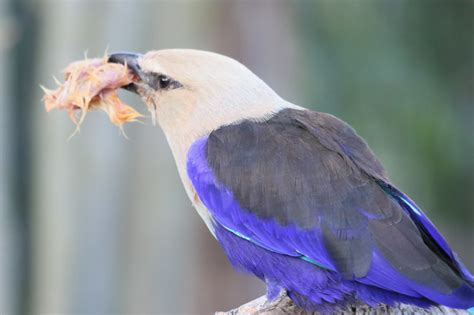 Le Rollier Ventre Bleu