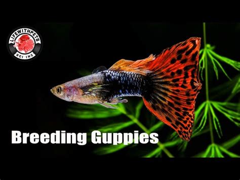 Guppies Fish Breeding