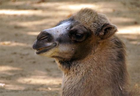 Dromedary Camel Animal Photography Free Stock Photo - Public Domain ...