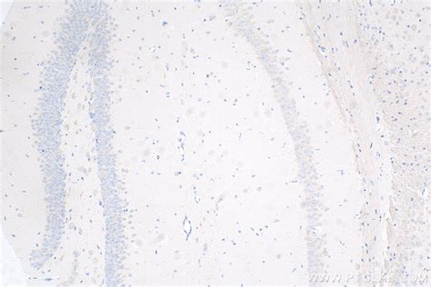 Caspase 3 Antibody 82202 1 Rr Proteintech 武汉三鹰生物技术有限公司