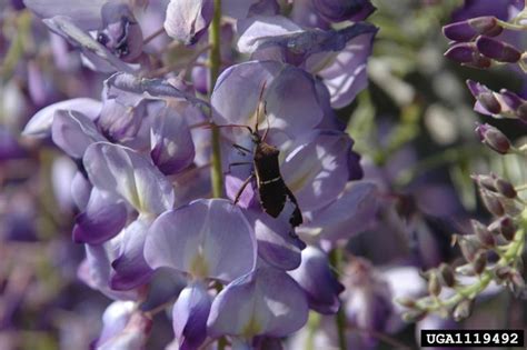 Chinese Wisteria Wisteria Sinensis