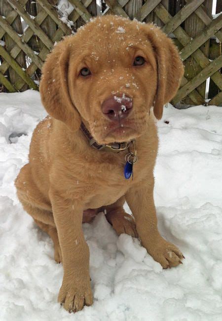 Chesapeake Bay Golden Retriever Mix Cute Puppies For Me