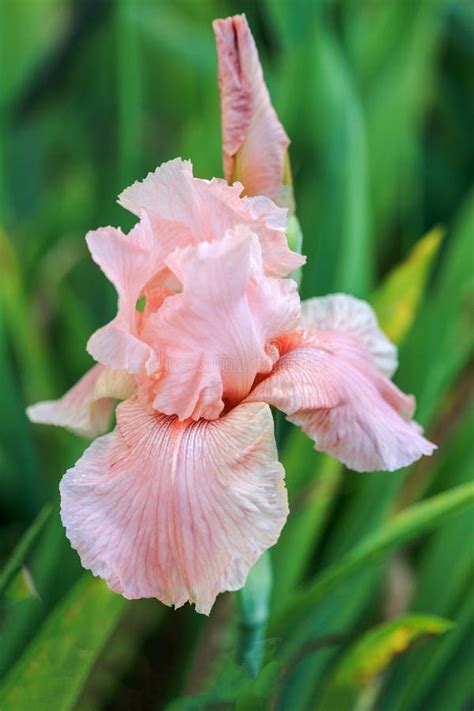 Iris Flower Ovation Standards Upper Petals And Falls Lower Petals