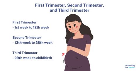 Pregnancy Trimesters Stages Of Pregnancy Symptoms And Prenatal Care