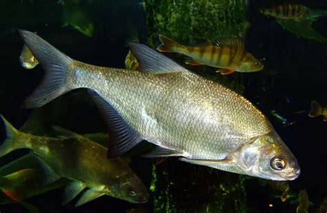 Bream - Description, Habitat, Image, Diet, and Interesting Facts