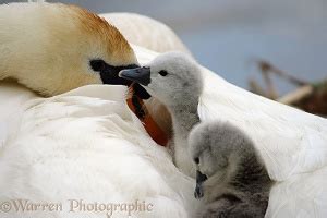 Mute Swan cygnets photo WP09550