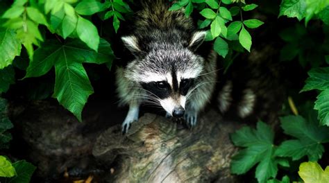 How To Keep Raccoons Out Of Your Garden Dengarden