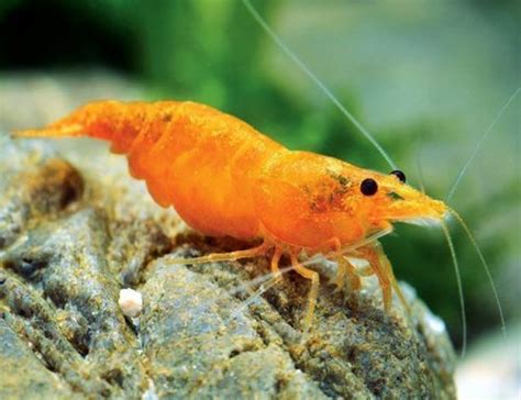 Freshwater Sakura Orange Sunkist Shrimp Arizona Aquatic Gardens