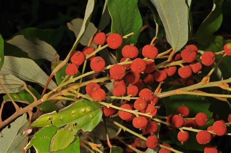 Mallotus Philippensis Euphorbiaceae Image At Phytoimages Siu Edu