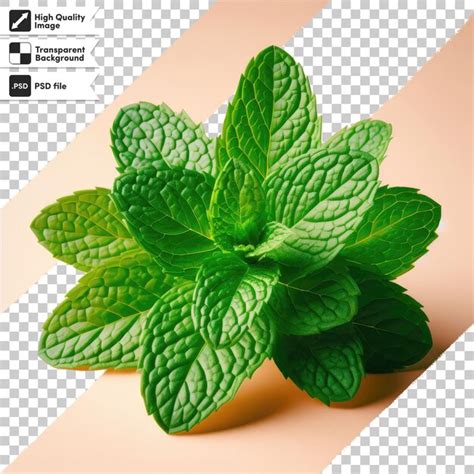 Premium PSD Psd Mint Leaves On Transparent Background