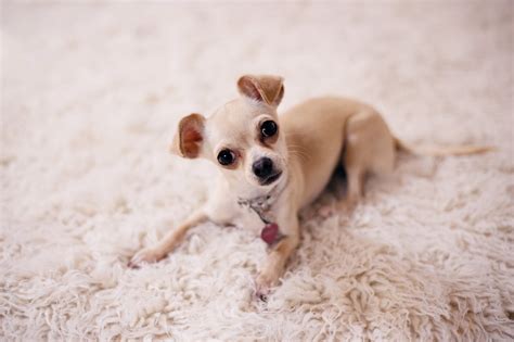 Chihuahua Terrier Mix - Breed Guide & Top Facts - Animal Corner