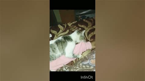 Animal Chat Video الأليفة Iloveyou قطط Il Veux Faire Le Sex😻🐈😹