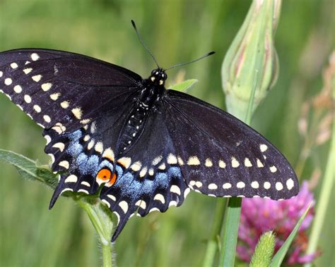 Butterfly Identification Black Butterfly With White Spots Species