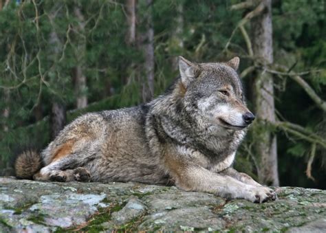 Gray Wolf Adaptations Artofit