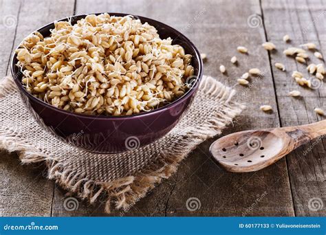 Sprouted Wheat Germ In A Bowl Stock Image Image Of Agriculture