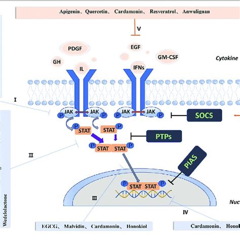 Activation And Negative Regulation Of The Jak Stat Signaling Pathway