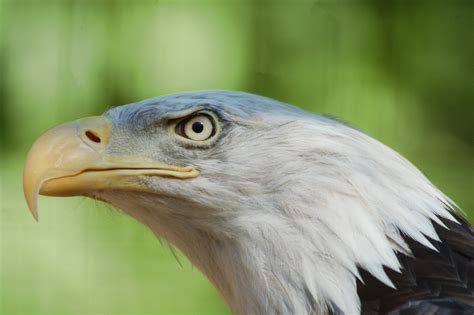 Fotos gratis naturaleza pájaro ala fauna silvestre pico natural